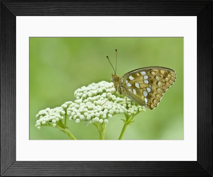 Framed Print : High Brown Fritillary - Bukk National Park - Hungary Framed Print : High Brown Fritillary - Bukk National Park - Hungary
