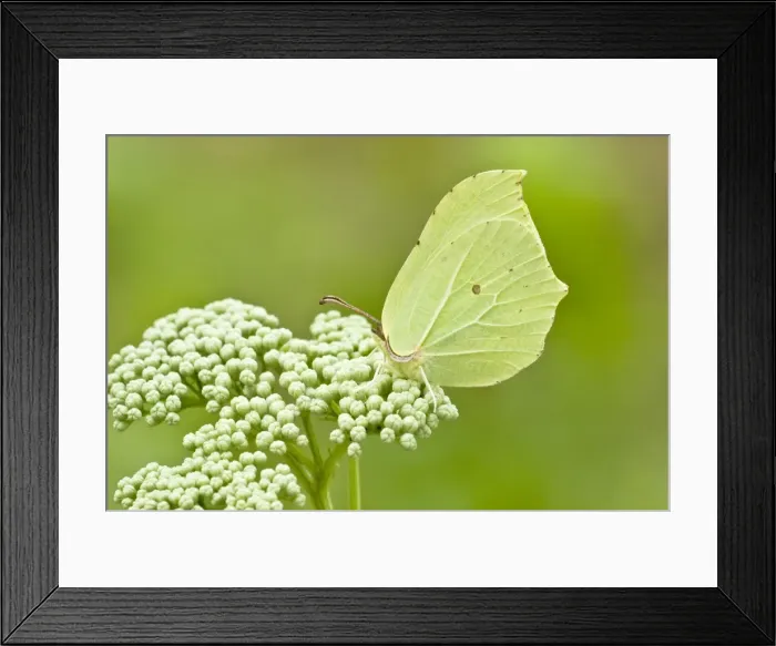 Framed Print : Brimstone butterfly - female - Bukk National Park - Hungary Framed Print : Brimstone butterfly - female - Bukk National Park - Hungary