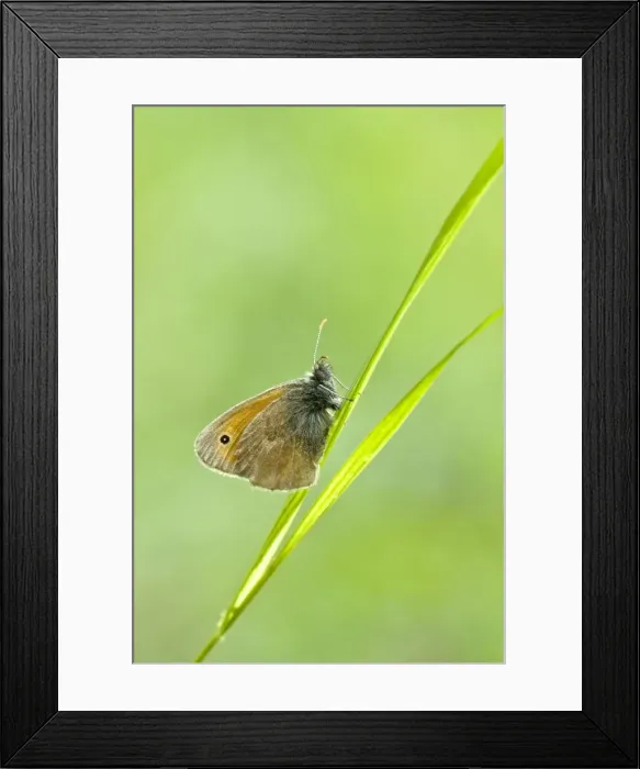 Framed Print : Small Heath Butterfly - Bukk National Park - Hungary Framed Print : Small Heath Butterfly - Bukk National Park - Hungary
