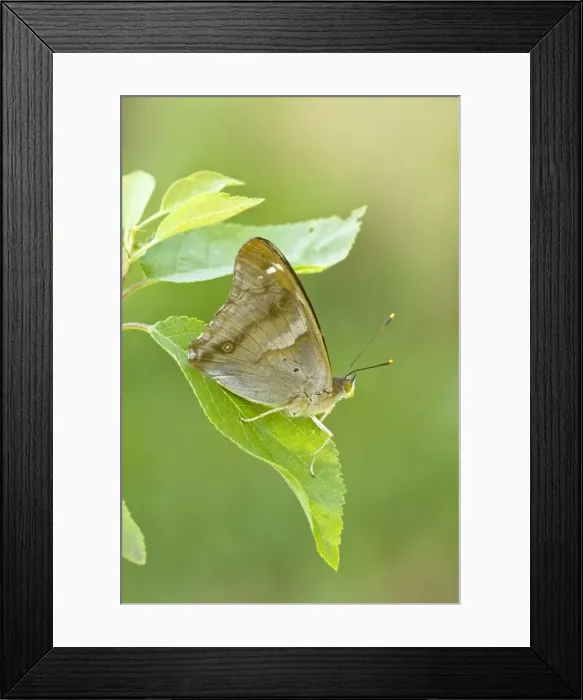 Framed Print : Lesser Purple Emperor - Bukk National Park - Hungary Framed Print : Lesser Purple Emperor - Bukk National Park - Hungary