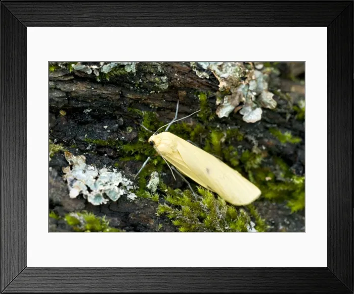 Framed Print : Four-spotted Footman - Bukk National Park - Hungary Framed Print : Four-spotted Footman - Bukk National Park - Hungary