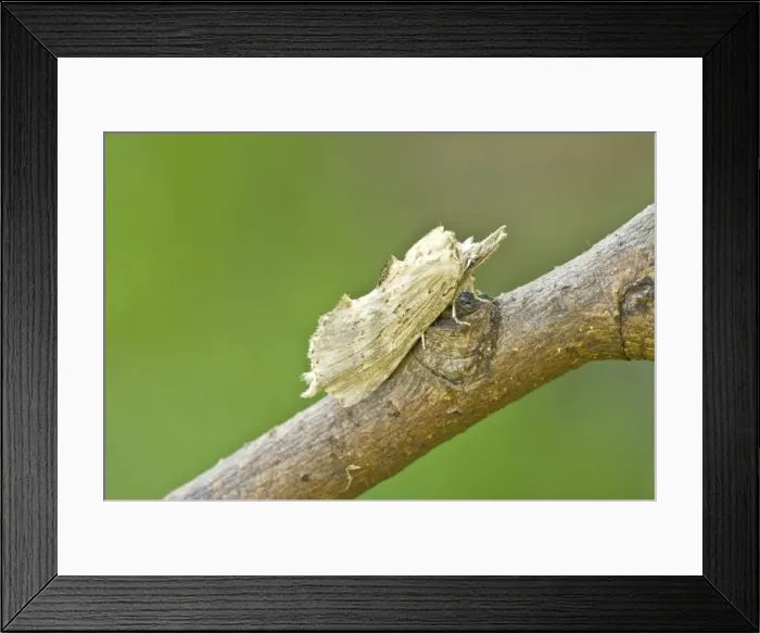 Framed Print : Pale Prominent Moth - Bukk National Park - Hungary Framed Print : Pale Prominent Moth - Bukk National Park - Hungary