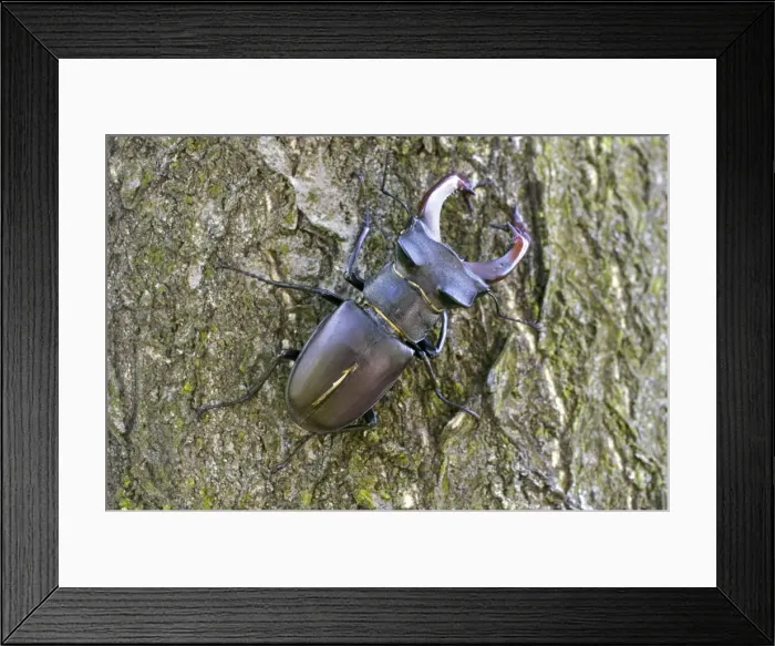 Framed Print : Male Stag Beetle - Bukk National Park - Hungary