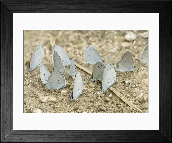 Framed Print : Holly Blues with one Short tailed Blue Butterfly (Everes argiades) - Taking minerals from ground - Bukk National Park - Hungary Framed Print : Holly Blues with one Short tailed Blue Butterfly (Everes argiades) - Taking minerals from ground - Bukk National Park - Hungary