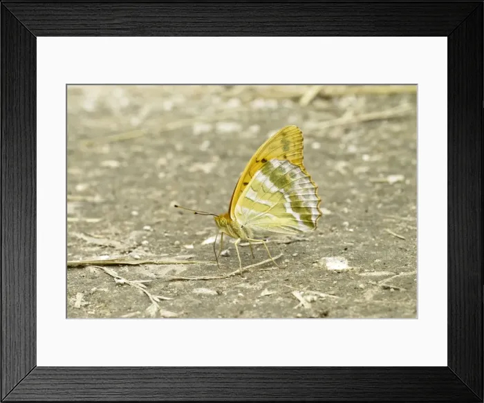 Framed Print : Silver-washed Fritillary - Taking minerals from ground - Bukk National Park - Hungary Framed Print : Silver-washed Fritillary - Taking minerals from ground - Bukk National Park - Hungary