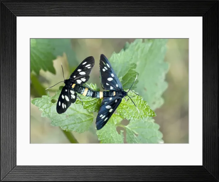 Framed Print : Nine-spotted Moth - Pair mating, close up - Bukk National Park - Hungary Framed Print : Nine-spotted Moth - Pair mating, close up - Bukk National Park - Hungary
