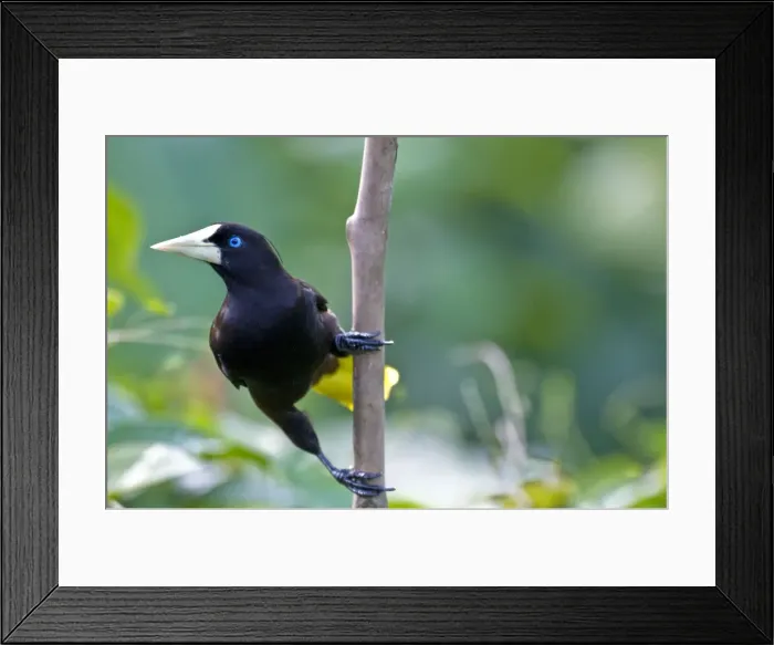Framed Print : Crested Oropendola - On branch - Asa Wright Centre - Trinidad Framed Print : Crested Oropendola - On branch - Asa Wright Centre - Trinidad
