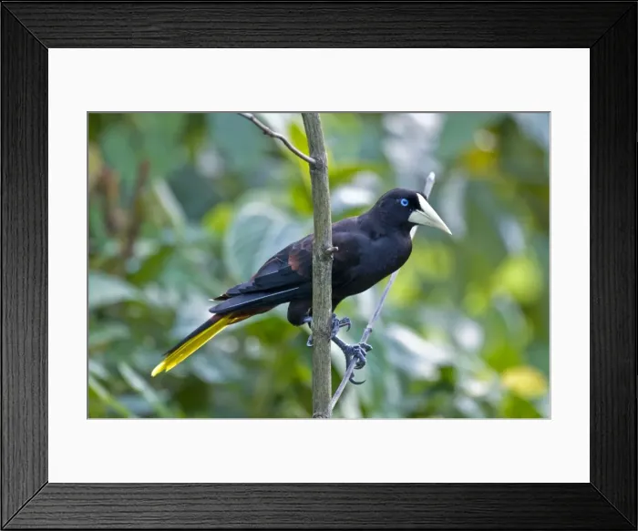 Framed Print : Crested Oropendola - on branch - Asa Wright Centre - Trinidad Framed Print : Crested Oropendola - on branch - Asa Wright Centre - Trinidad