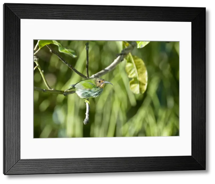 Framed Print : Female purple honeycreeper - on branch - Asa Wright Centre - Trinidad Framed Print : Female purple honeycreeper - on branch - Asa Wright Centre - Trinidad