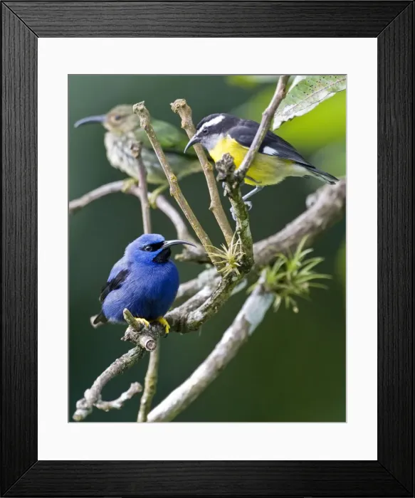Framed Print : Male purple honeycreeper with Bananaquit (Coereba flaveola luteola) - on twigs with air plants - Asa Wright Centre - Trinidad Framed Print : Male purple honeycreeper with Bananaquit (Coereba flaveola luteola) - on twigs with air plants - Asa Wright Centre - Trinidad