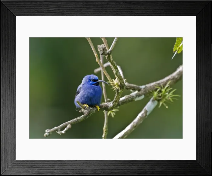 Framed Print : Male purple honeycreeper - on twig - Asa Wright Centre - Trinidad Framed Print : Male purple honeycreeper - on twig - Asa Wright Centre - Trinidad
