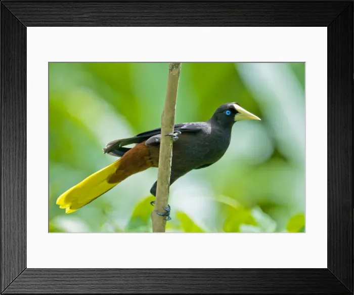 Framed Print : Crested Oropendola - on branch showing underside - Asa Wright Centre - Trinidad Framed Print : Crested Oropendola - on branch showing underside - Asa Wright Centre - Trinidad