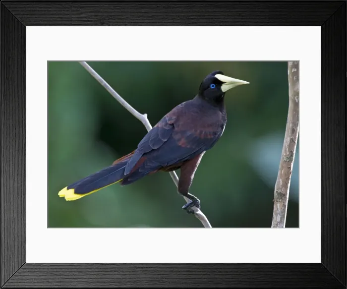 Framed Print : Crested Oropendola - on branch back view - Asa Wright Centre - Trinidad Framed Print : Crested Oropendola - on branch back view - Asa Wright Centre - Trinidad