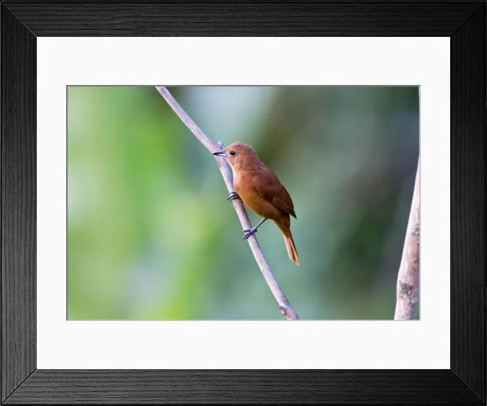 Framed Print : White-lined Tanager - female - Asa Wright Centre - Trinidad Framed Print : White-lined Tanager - female - Asa Wright Centre - Trinidad