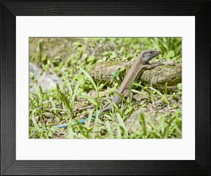 Framed Print : Garden Lizard - sun bathing - Asa Wright Centre - Trinidad Framed Print : Garden Lizard - sun bathing - Asa Wright Centre - Trinidad