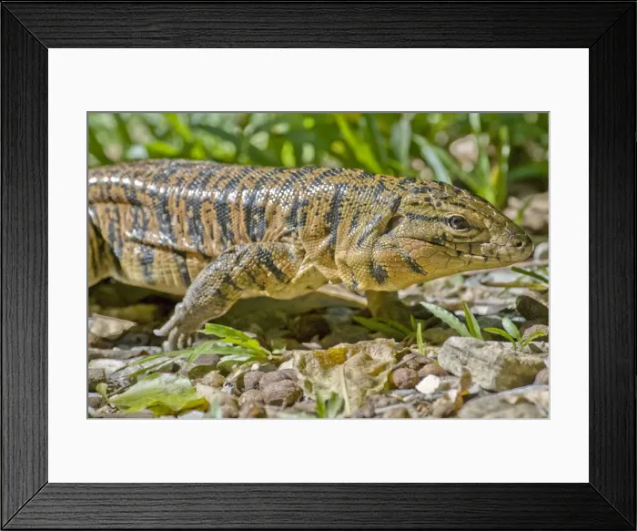 Framed Print : Gold Tegu Lizard - close up - Asa Wright Centre - Trinidad Framed Print : Gold Tegu Lizard - close up - Asa Wright Centre - Trinidad