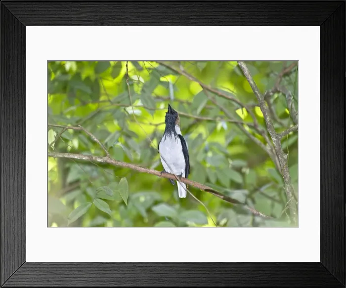 Framed Print : Bearded Bellbird - male calling in forest canopy - Asa Wright Centre - Trinidad Framed Print : Bearded Bellbird - male calling in forest canopy - Asa Wright Centre - Trinidad