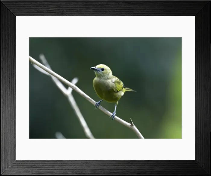 Framed Print : Palm Tanager - on branch - Asa Wright Centre - Trinidad Framed Print : Palm Tanager - on branch - Asa Wright Centre - Trinidad