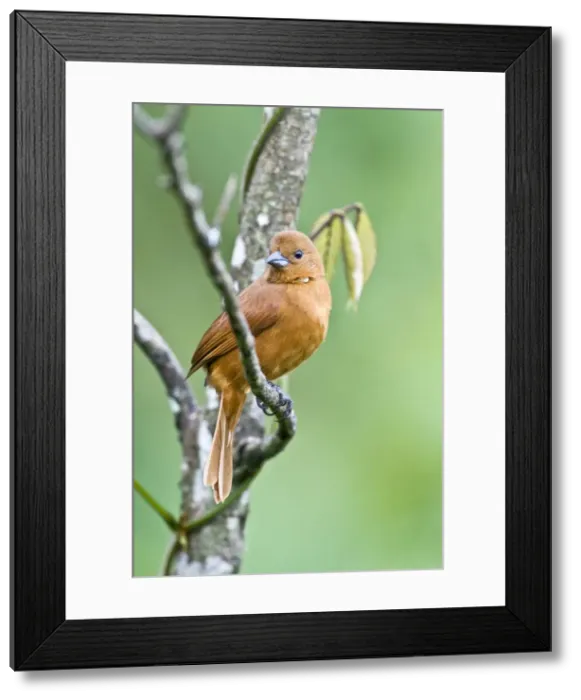 Framed Print : Female White-lined Tanager - on branch - Asa Wright Centre - Trinidad Framed Print : Female White-lined Tanager - on branch - Asa Wright Centre - Trinidad