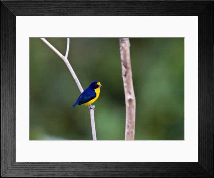 Framed Print : Violaceous Euphonia - on branch - Asa Wright Centre - Trinidad Framed Print : Violaceous Euphonia - on branch - Asa Wright Centre - Trinidad