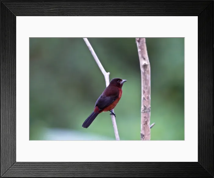 Framed Print : Silver-beaked Tanager - on branch - Asa Wright Centre - Trinidad Framed Print : Silver-beaked Tanager - on branch - Asa Wright Centre - Trinidad