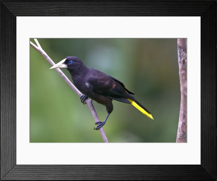 Framed Print : Crested Oropendola - on branch - Asa Wright Centre - Trinidad Framed Print : Crested Oropendola - on branch - Asa Wright Centre - Trinidad
