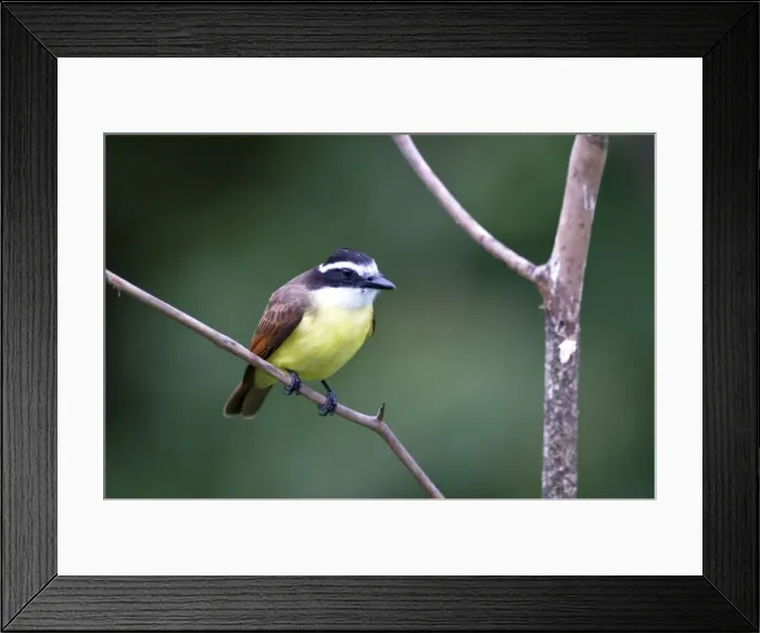 Framed Print : Great Kiskadee - sitting on branch - Asa Wright Centre - Trinidad Framed Print : Great Kiskadee - sitting on branch - Asa Wright Centre - Trinidad