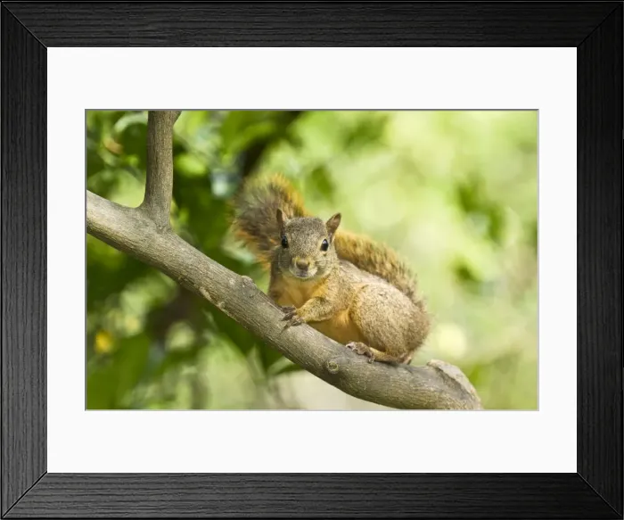 Framed Print : Red Squirrel - on branch - Tobago Framed Print : Red Squirrel - on branch - Tobago