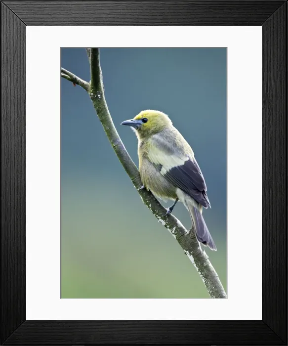 Framed Print : Palm Tanager - on branch - Asa Wright Centre - Trinidad Framed Print : Palm Tanager - on branch - Asa Wright Centre - Trinidad