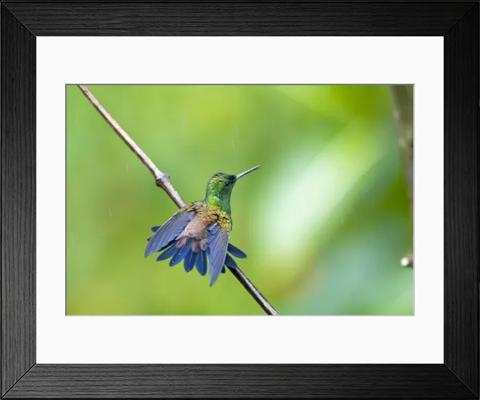 Framed Print : Copper-rumped Hummingbird - on branch wings out bathing in rain - Asa Wright Centre - Trinidad Framed Print : Copper-rumped Hummingbird - on branch wings out bathing in rain - Asa Wright Centre - Trinidad