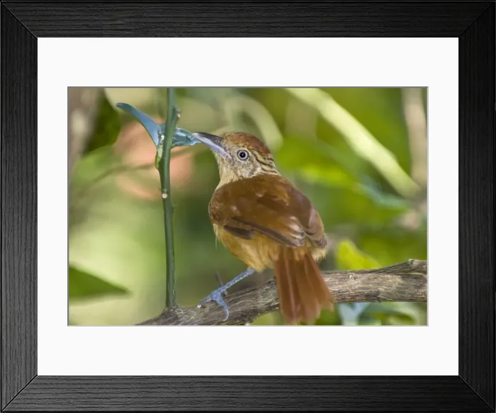 Framed Print : Barred Antshrike - juvenile on branch - Tobago Framed Print : Barred Antshrike - juvenile on branch - Tobago
