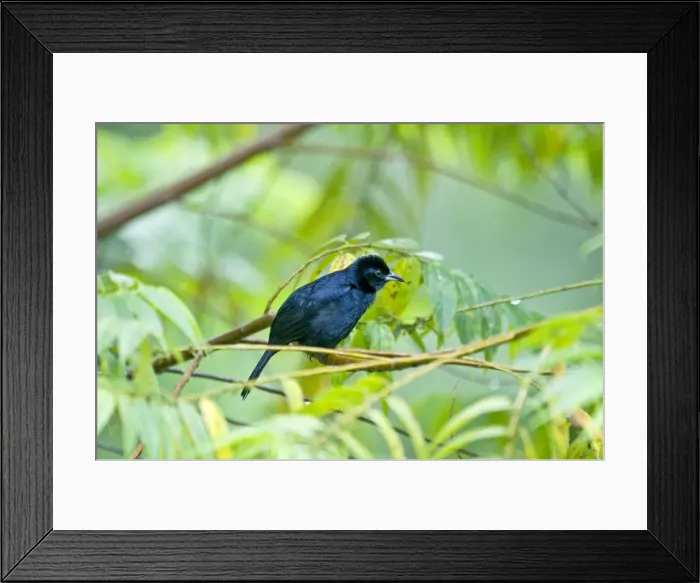 Framed Print : Male white-lined Tanager - on branch among leaves - Asa Wright Centre - Trinidad Framed Print : Male white-lined Tanager - on branch among leaves - Asa Wright Centre - Trinidad