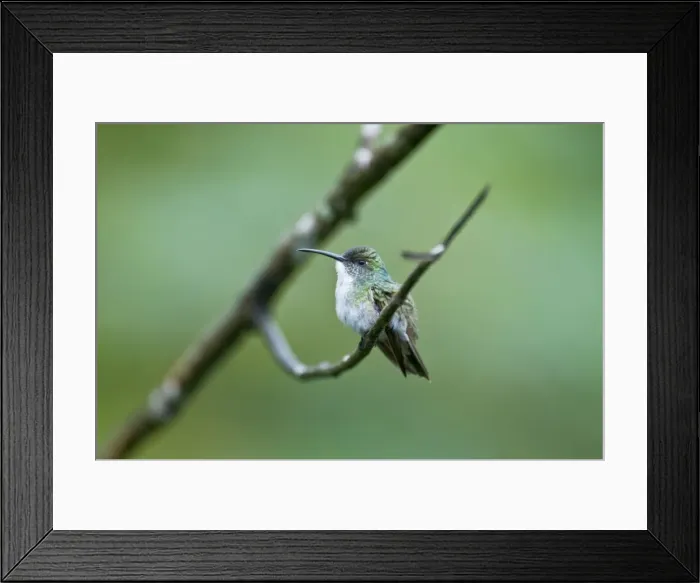 Framed Print : White-chested Emerald Hummingbird - Sitting on branch - Asa Wright Centre - Trinidad Framed Print : White-chested Emerald Hummingbird - Sitting on branch - Asa Wright Centre - Trinidad