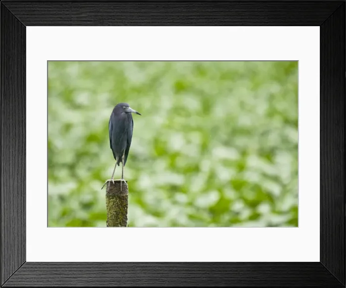 Framed Print : Little Blue Heron - on post - water treatment plant near airport - Trinidad Framed Print : Little Blue Heron - on post - water treatment plant near airport - Trinidad