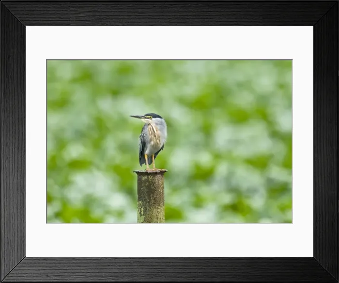Framed Print : Striated Heron - on post - water treatment plant - Trinidad Framed Print : Striated Heron - on post - water treatment plant - Trinidad