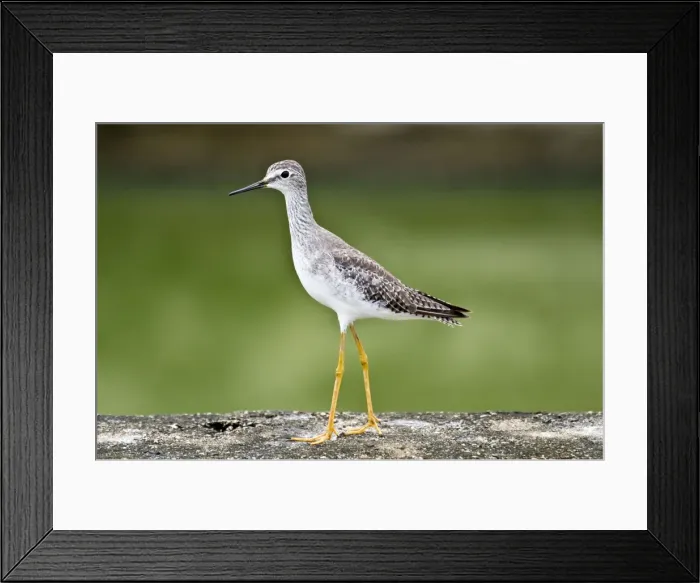 Framed Print : Lesser Yellowlegs - on stone surface - water treatment plant - Trinidad Framed Print : Lesser Yellowlegs - on stone surface - water treatment plant - Trinidad