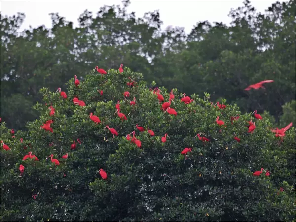 Scarlet Ibis - at roost - Caroni swamp - Trinidad