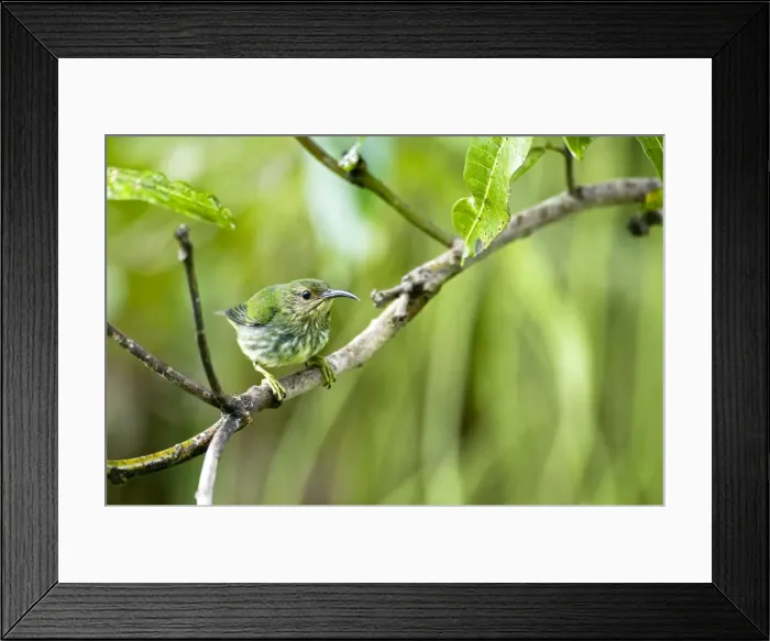 Framed Print : Purple Honeycreeper - female on branch - Asa Wright Centre - Trinidad Framed Print : Purple Honeycreeper - female on branch - Asa Wright Centre - Trinidad