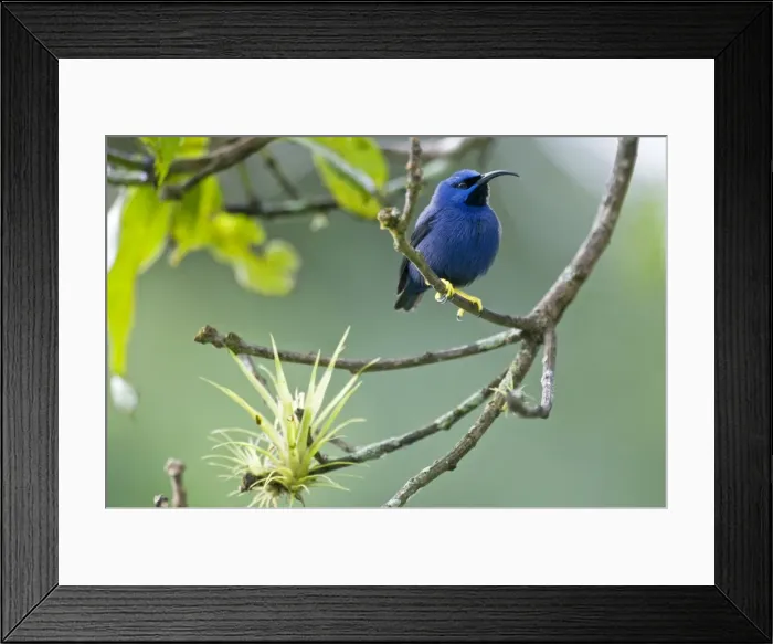 Framed Print : Purple Honeycreeper - male on branch with airplant - Asa Wright Centre - Trinidad Framed Print : Purple Honeycreeper - male on branch with airplant - Asa Wright Centre - Trinidad