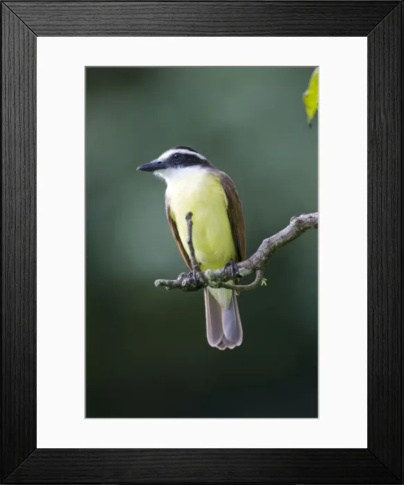 Framed Print : Great Kiskadee - on branch - Asa Wright Centre - Trinidad Framed Print : Great Kiskadee - on branch - Asa Wright Centre - Trinidad
