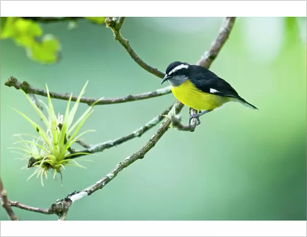 Bananaquit - on branch with air plant - Asa Wright Centre - Trinidad