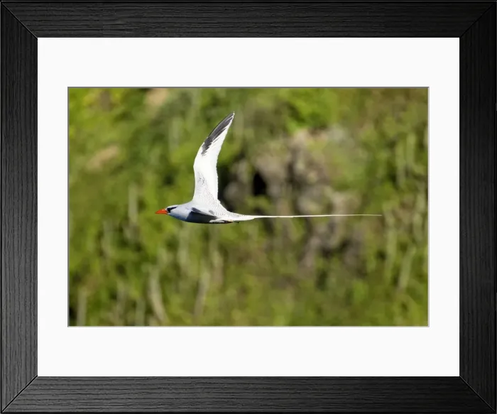 Framed Print : Red-billed Tropicbird - in flight - Little Tobago Framed Print : Red-billed Tropicbird - in flight - Little Tobago