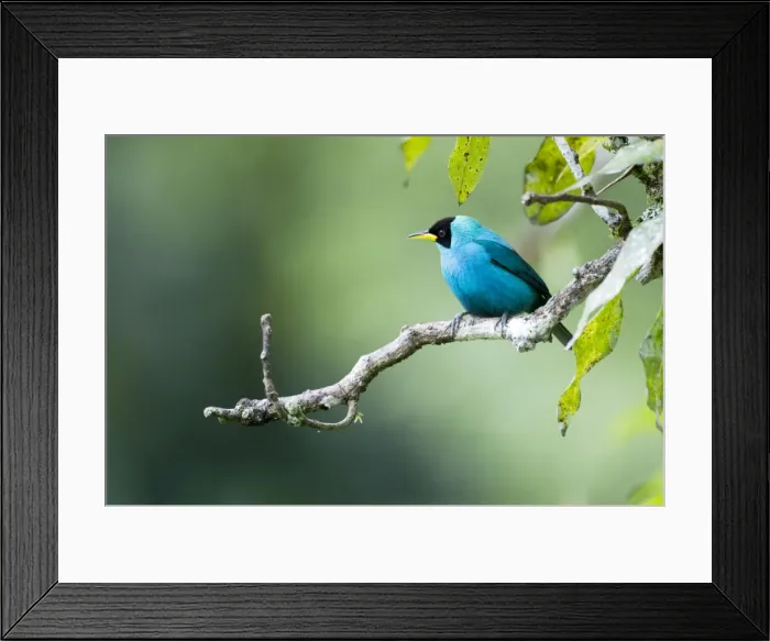 Framed Print : Green Honeycreeper - female on branch - Asa Wright Centre - Trinidad Framed Print : Green Honeycreeper - female on branch - Asa Wright Centre - Trinidad