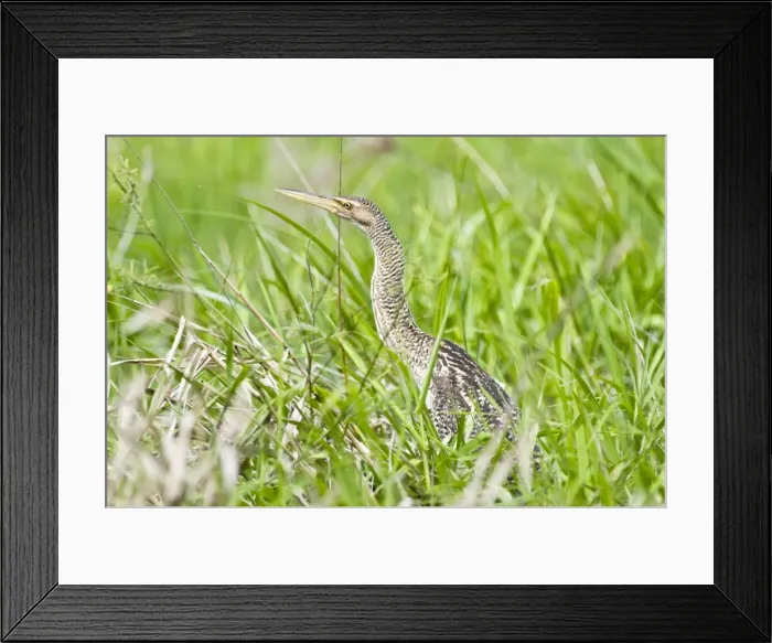 Framed Print : Pinnated Bittern - in dense vegetation - Nariva Swamp - Trinidad Framed Print : Pinnated Bittern - in dense vegetation - Nariva Swamp - Trinidad