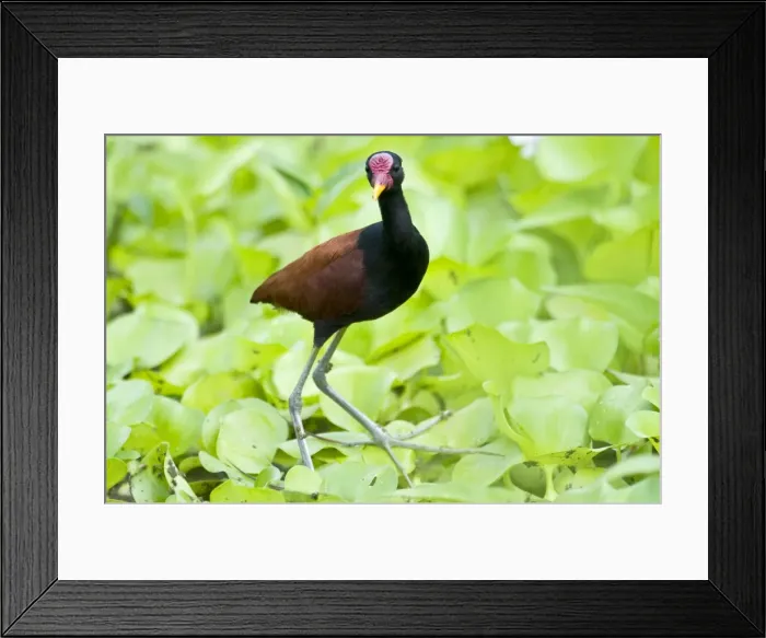 Framed Print : Wattled Jacana - walking on water vegetation - Nariva Swamp - Trinidad Framed Print : Wattled Jacana - walking on water vegetation - Nariva Swamp - Trinidad