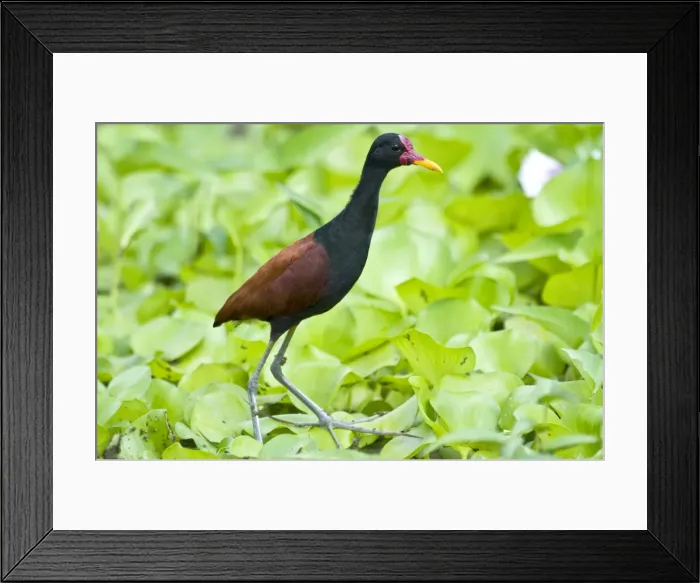 Framed Print : Wattled Jacana - walking on water vegetation - Nariva Swamp - Trinidad Framed Print : Wattled Jacana - walking on water vegetation - Nariva Swamp - Trinidad