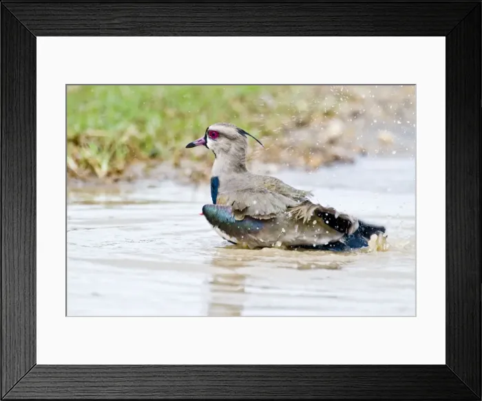 Framed Print : Southern Lapwing - bathing - Nariva Swamp - Trinidad Framed Print : Southern Lapwing - bathing - Nariva Swamp - Trinidad