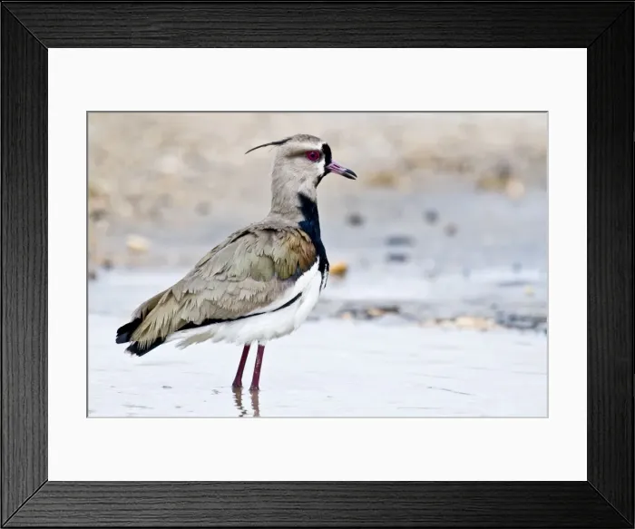 Framed Print : Southern Lapwing - standing in water - Nariva Swamp - Trinidad Framed Print : Southern Lapwing - standing in water - Nariva Swamp - Trinidad