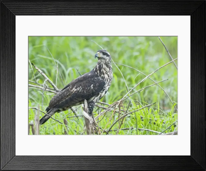 Framed Print : Rufous Crab Hawk - immature - Nariva Swamp - Trinidad Framed Print : Rufous Crab Hawk - immature - Nariva Swamp - Trinidad
