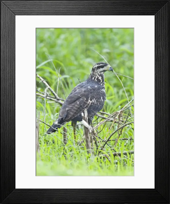 Framed Print : Rufous Crab Hawk - immature showing white tip to tail feathers - Nariva Swamp - Trinidad Framed Print : Rufous Crab Hawk - immature showing white tip to tail feathers - Nariva Swamp - Trinidad